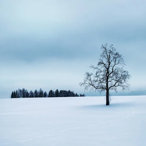 A lone tree